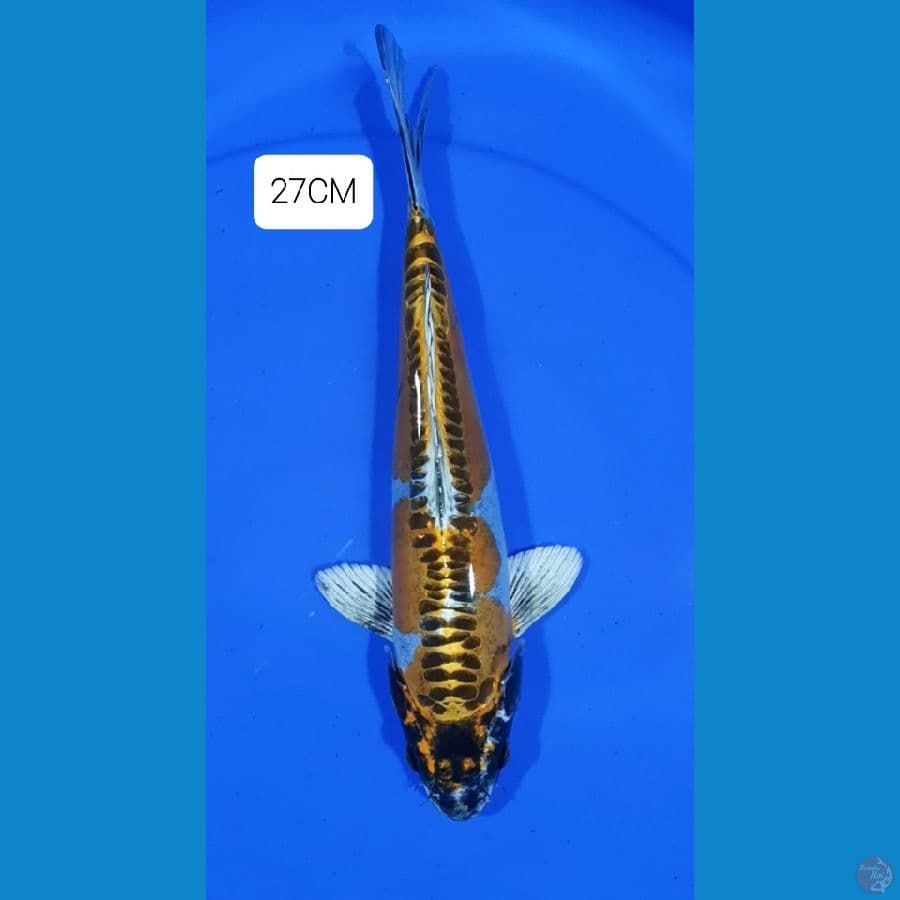 Kikoryu 27CM