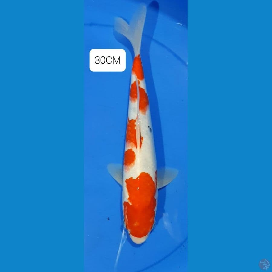 Sanke 30CM