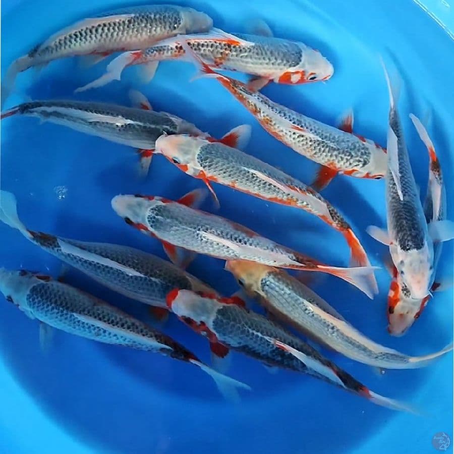 asaghi 29-32cm 12ekor