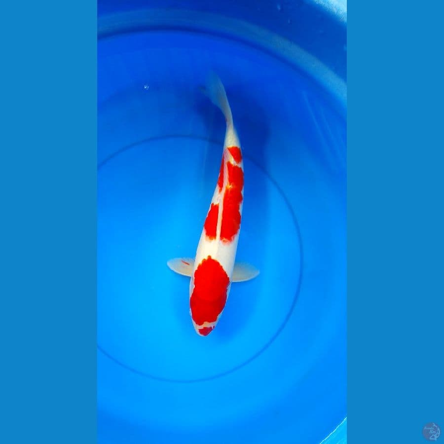 kohaku M40