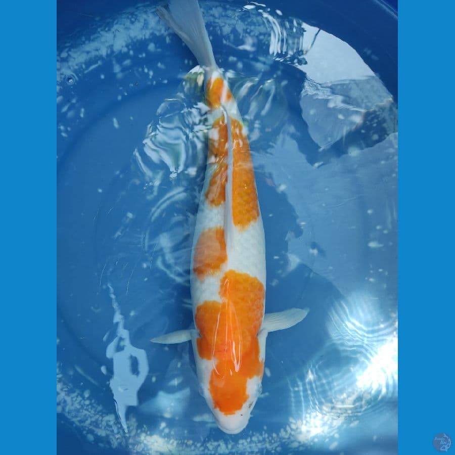 kohaku