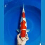 Kohaku 46cm