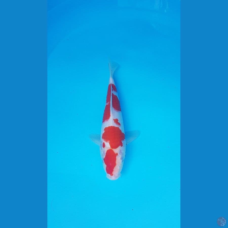 kohaku 25cm