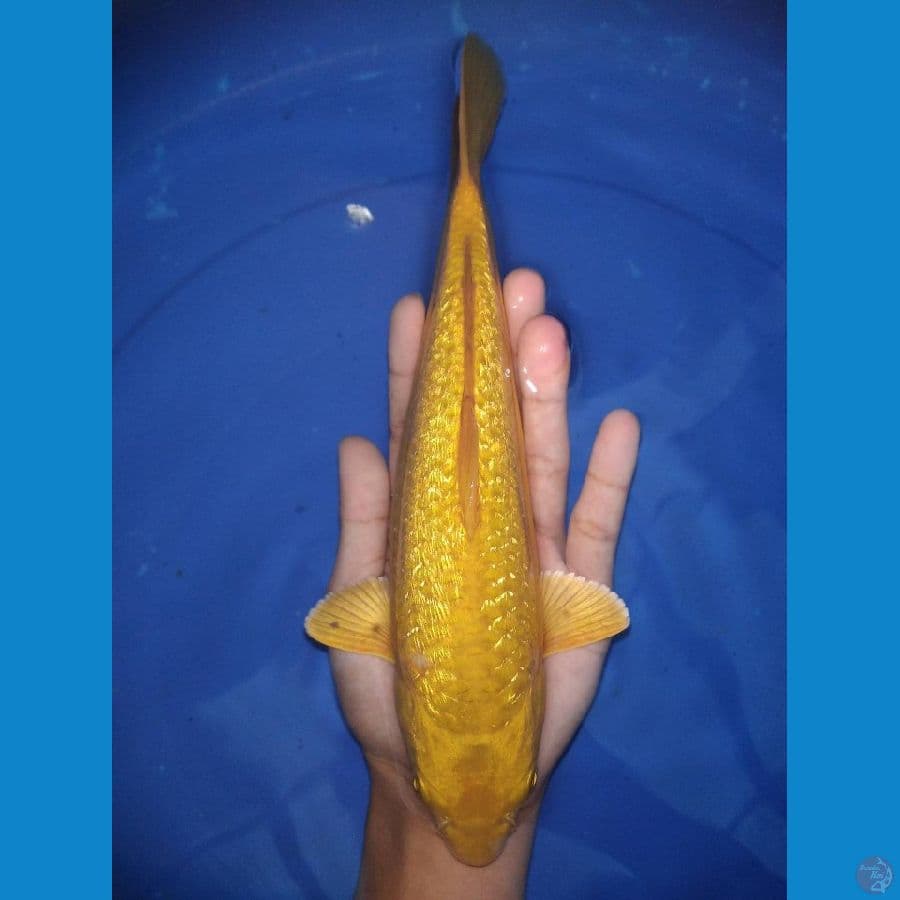 Karashi Ginrin 25 cm