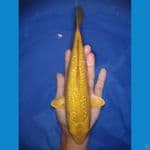 Karashi Ginrin 25 cm