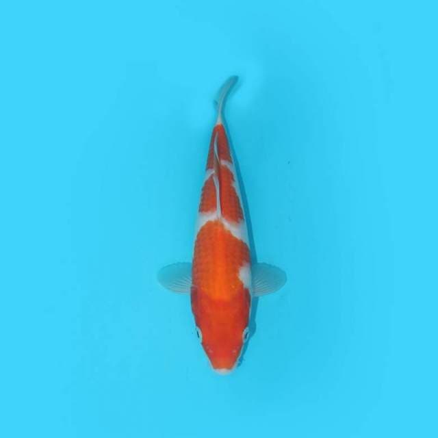 KOHAKU F1 3 STEP 24 CM