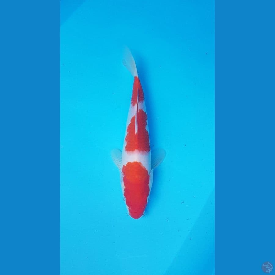 kohaku 28cm