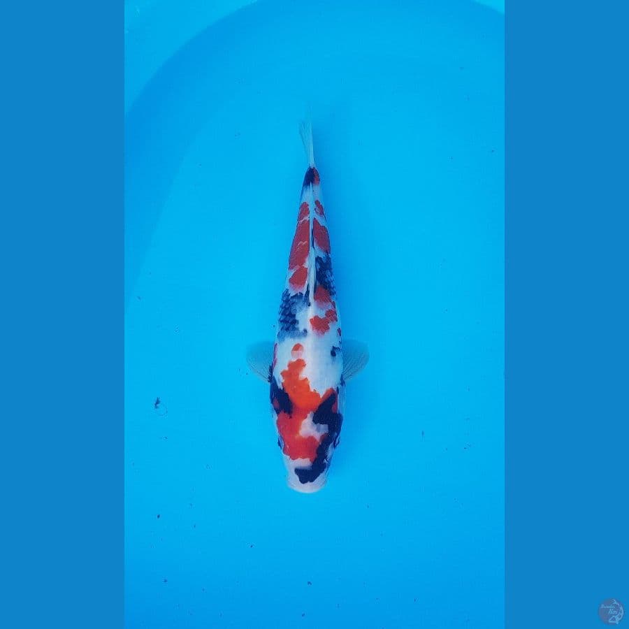 showa 32cm