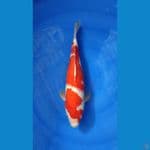 Kohaku 40BU male