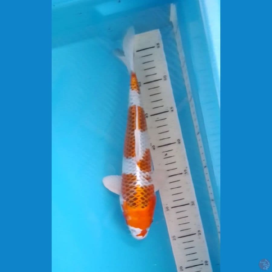 Kujaku 30cm Ready Show 
