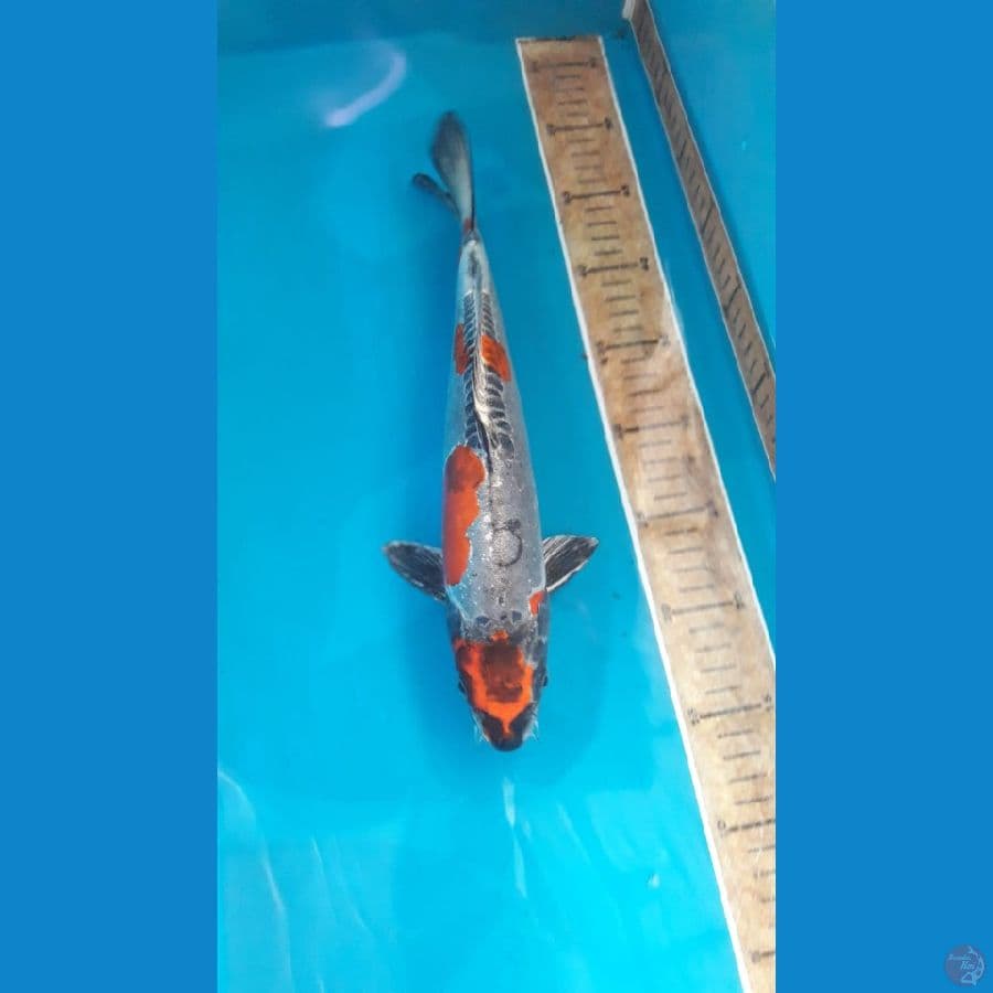 Benikikuryu 34cm