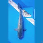 soragoi ginrin 43cm punuk