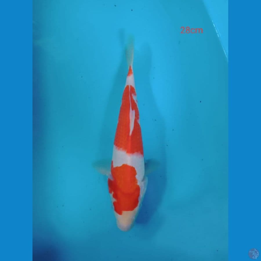 kohaku 28 cm