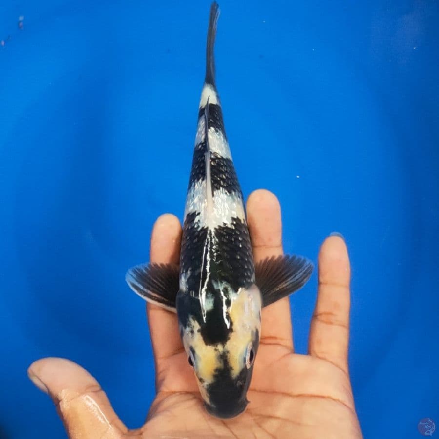 SHIRO 23CM GINDRIN
