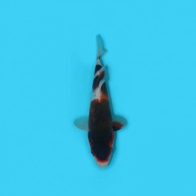 GOROMO 22 CM