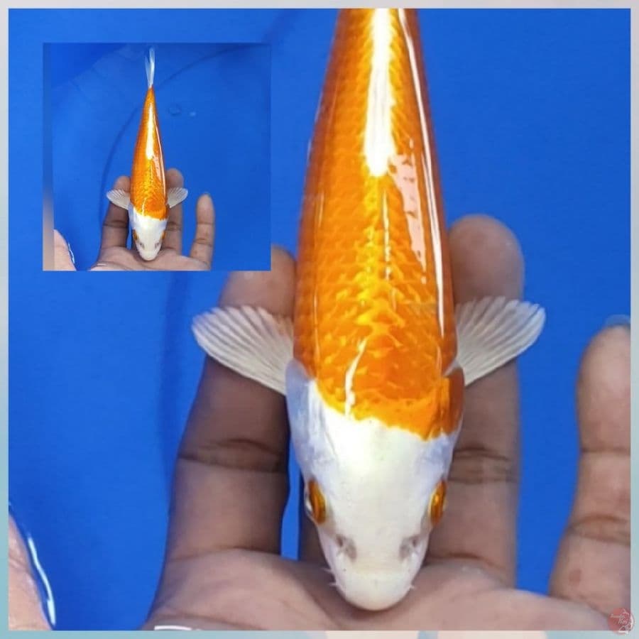 HARIWAKE GOOD FUKURIN