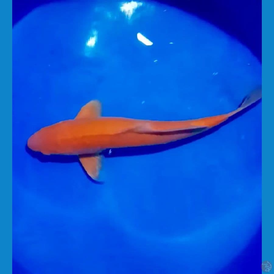 red karasi mata merah 55 cm.