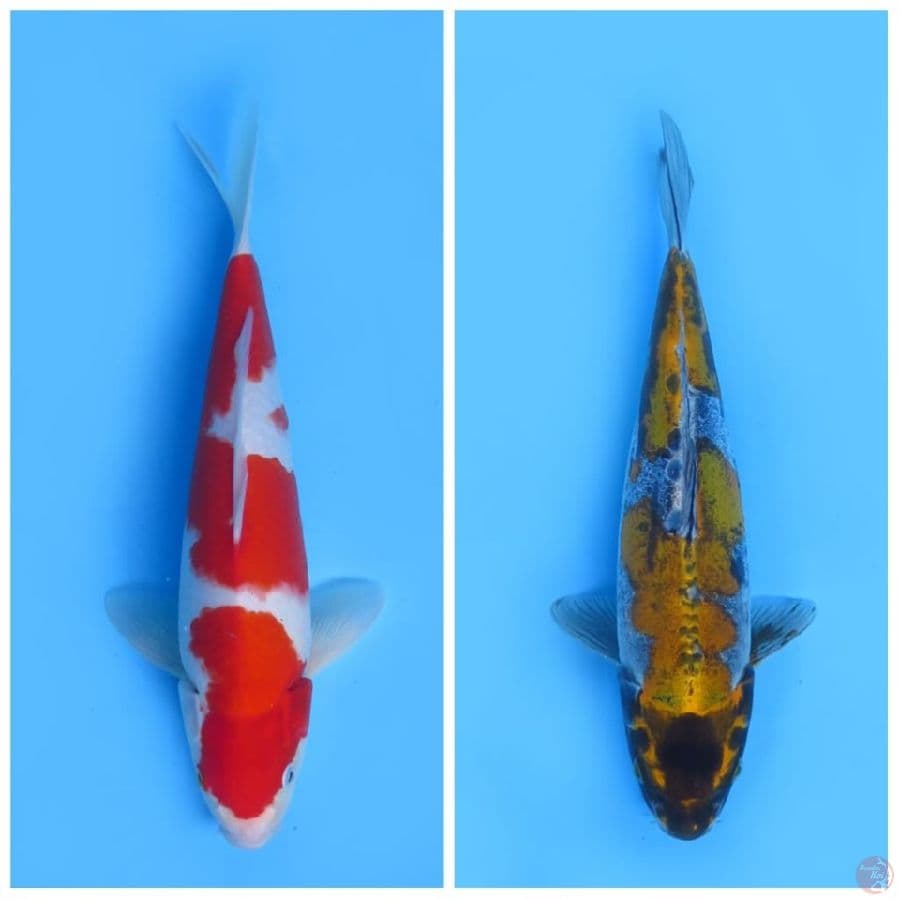 Kohaku dan Kiko