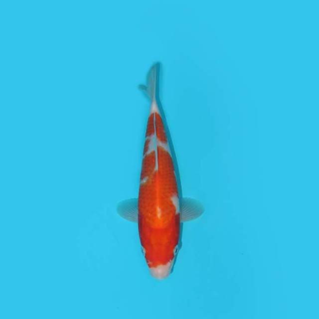 KOHAKU 22 CM