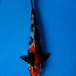 Kin Showa 38cm
