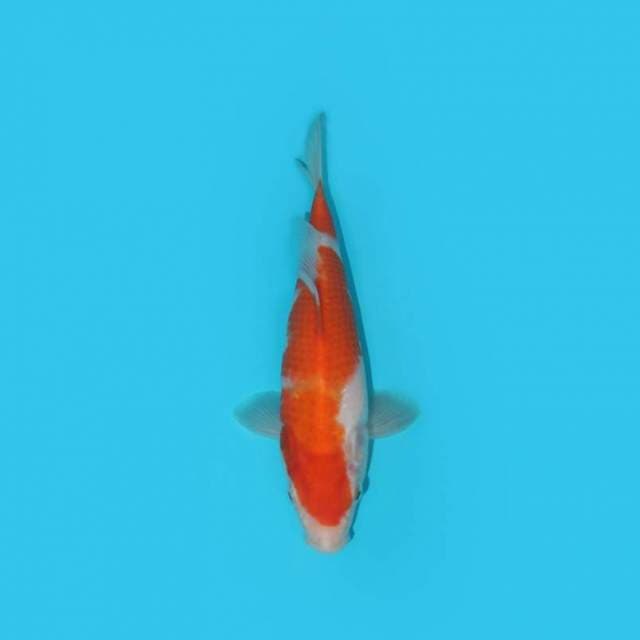 KOHAKU 23 CM