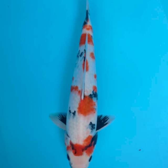 Kindai showa 38cm