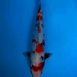 Kindai showa 38cm