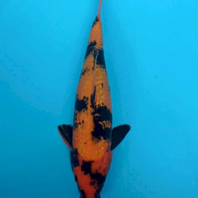 Hi utsuri ginrin 38cm