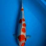 Kohaku sakura 40cm