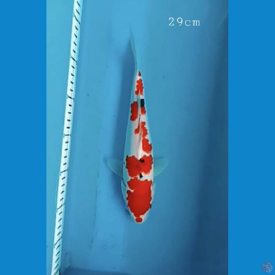 Sanke 29cm