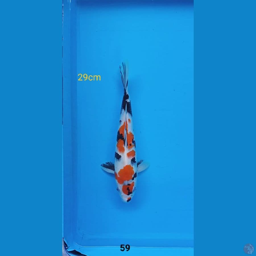 showa maruten 29cm