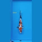 showa maruten 29cm