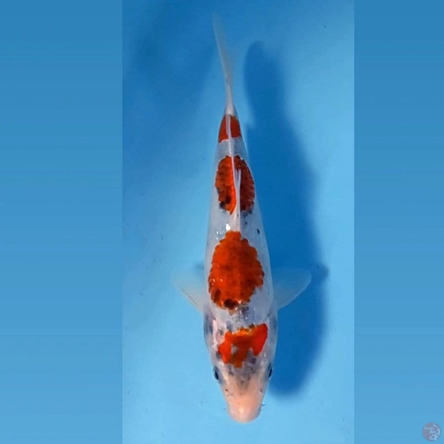 goshiki, 18 cm