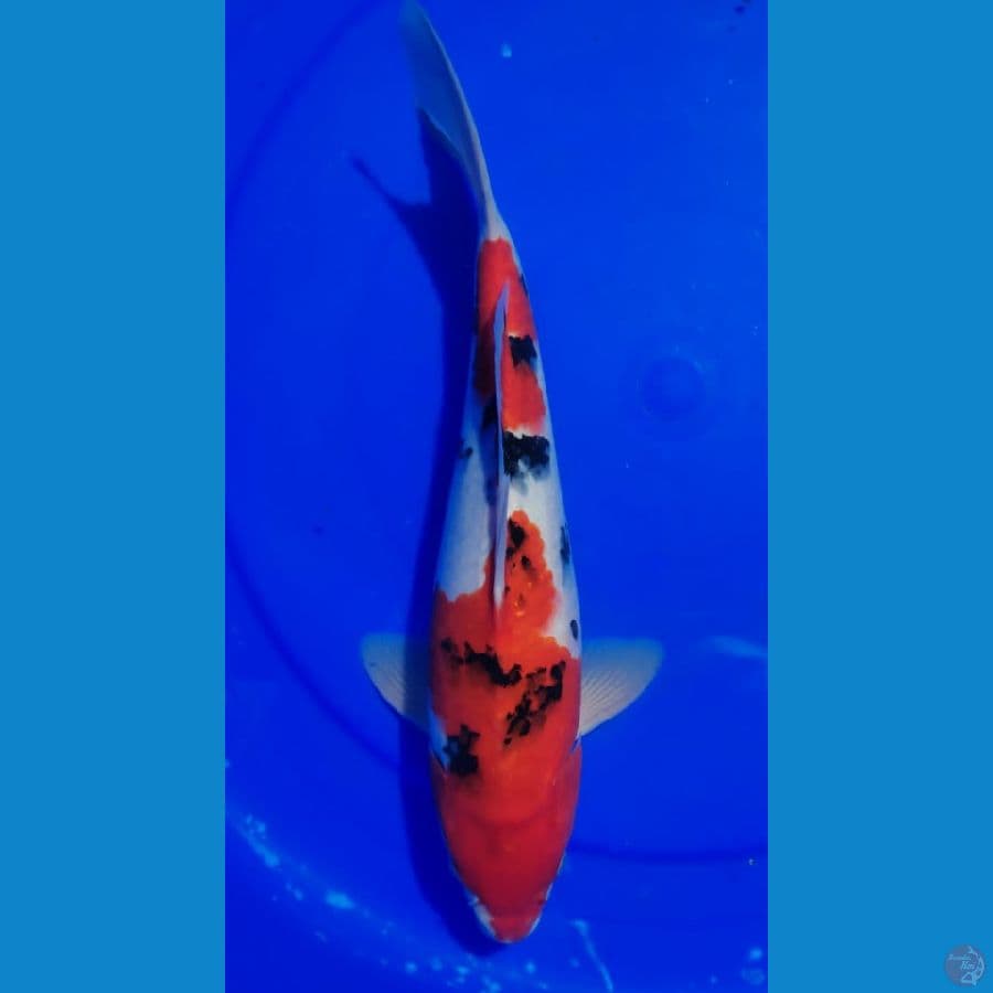 014-SANKE 37 MALE 
