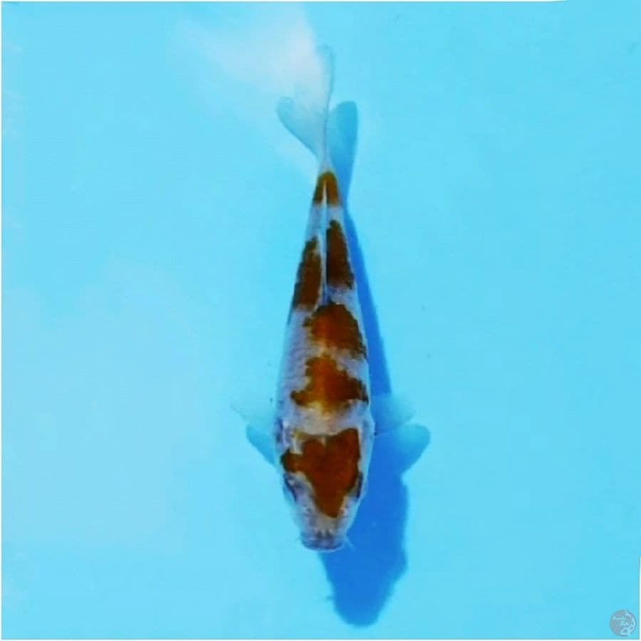 3.12cm Ochiba shigure SQ