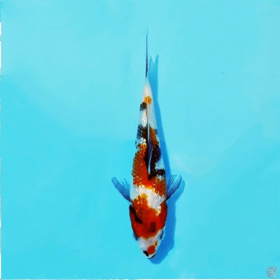 4.15cm Ginrin showa SQ