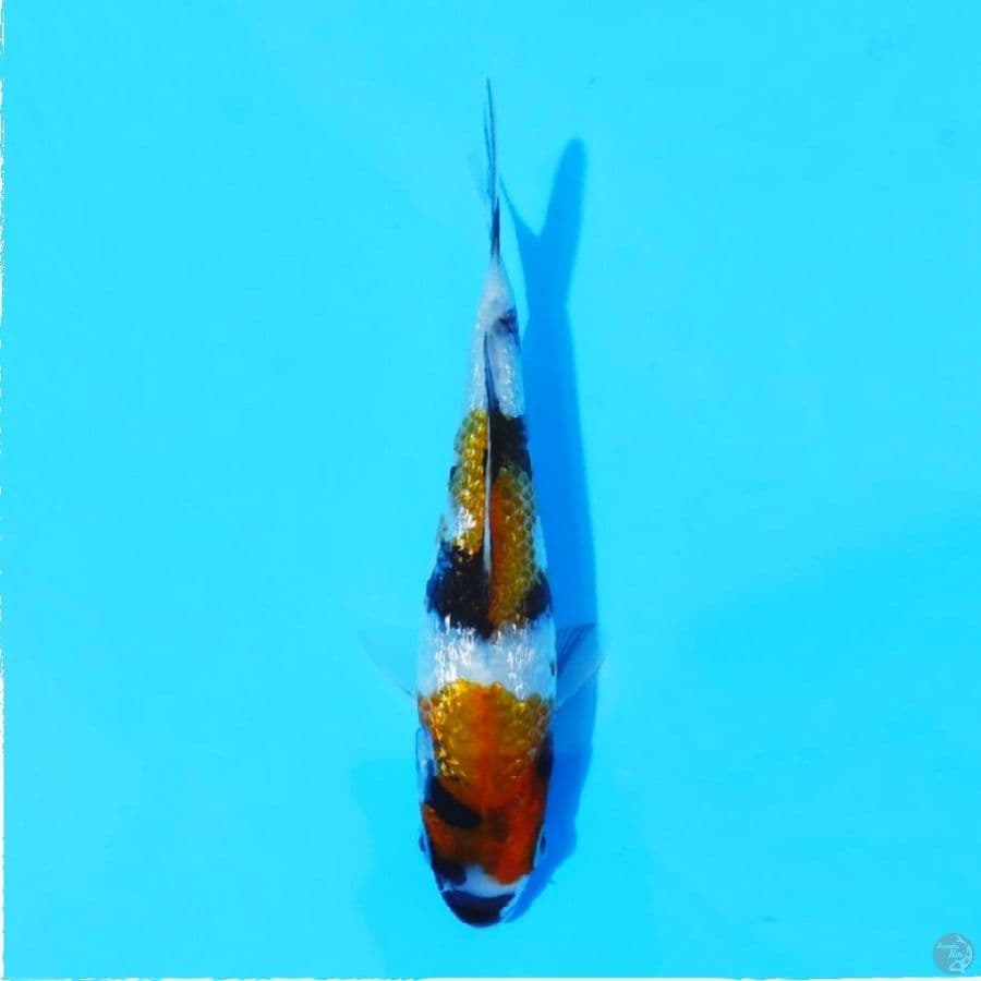 5.15CM Ginrin showa SQ