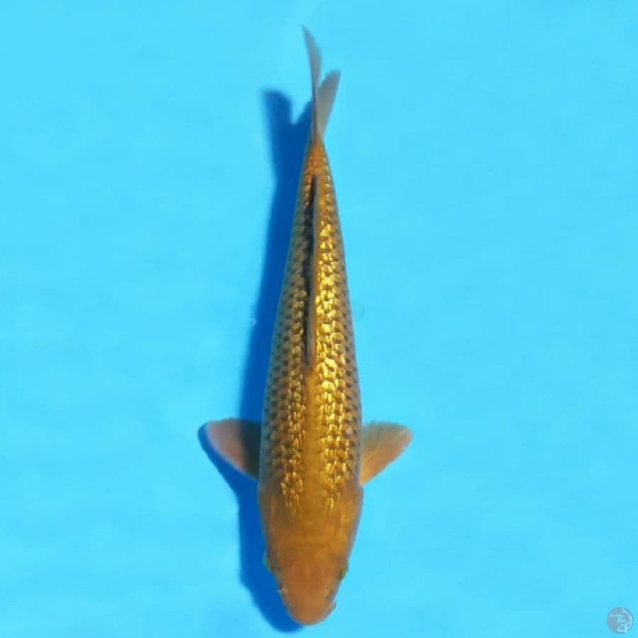 6.35cm Ginrin Chagoi SQ