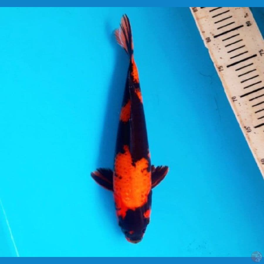 hiutsuri 31 male