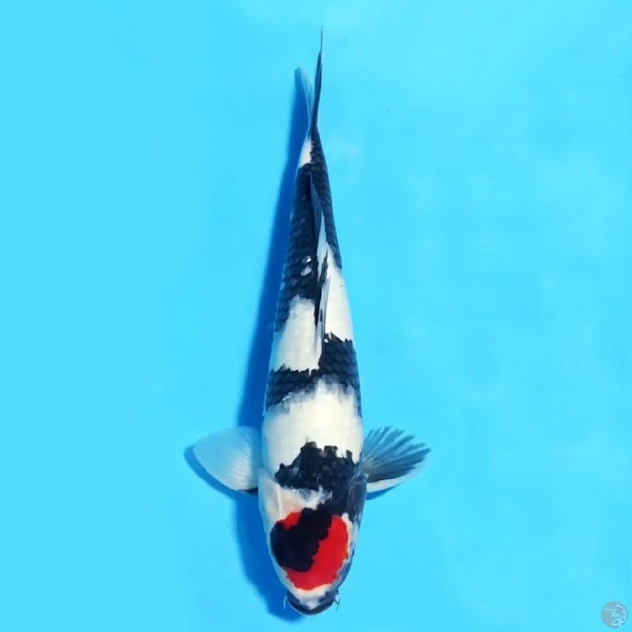 9.40cm Tancho showa SQ 