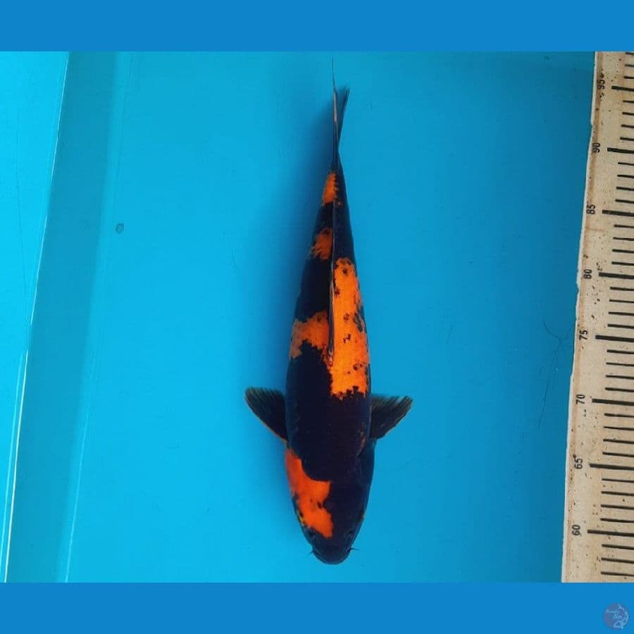 hiutsuri 35cm female