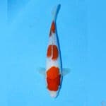 sandan kohaku 28cm