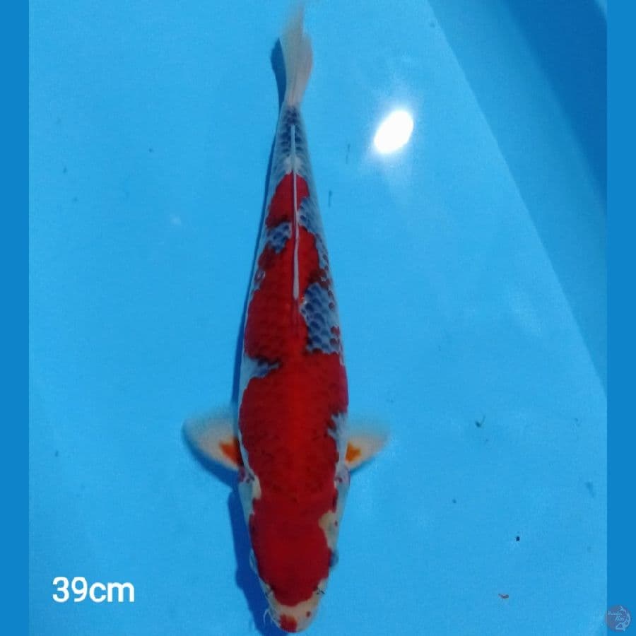 goshiki 39cm (male)