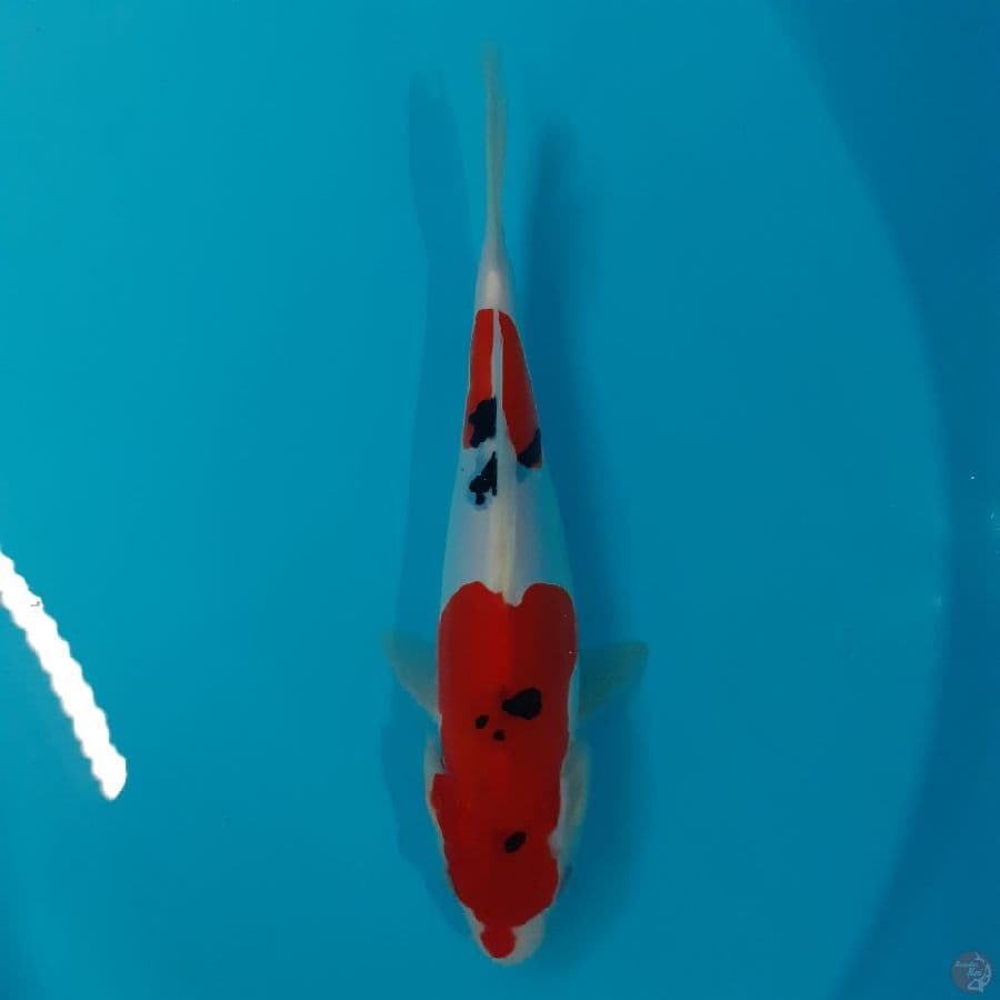 *SANKE//24 CM*