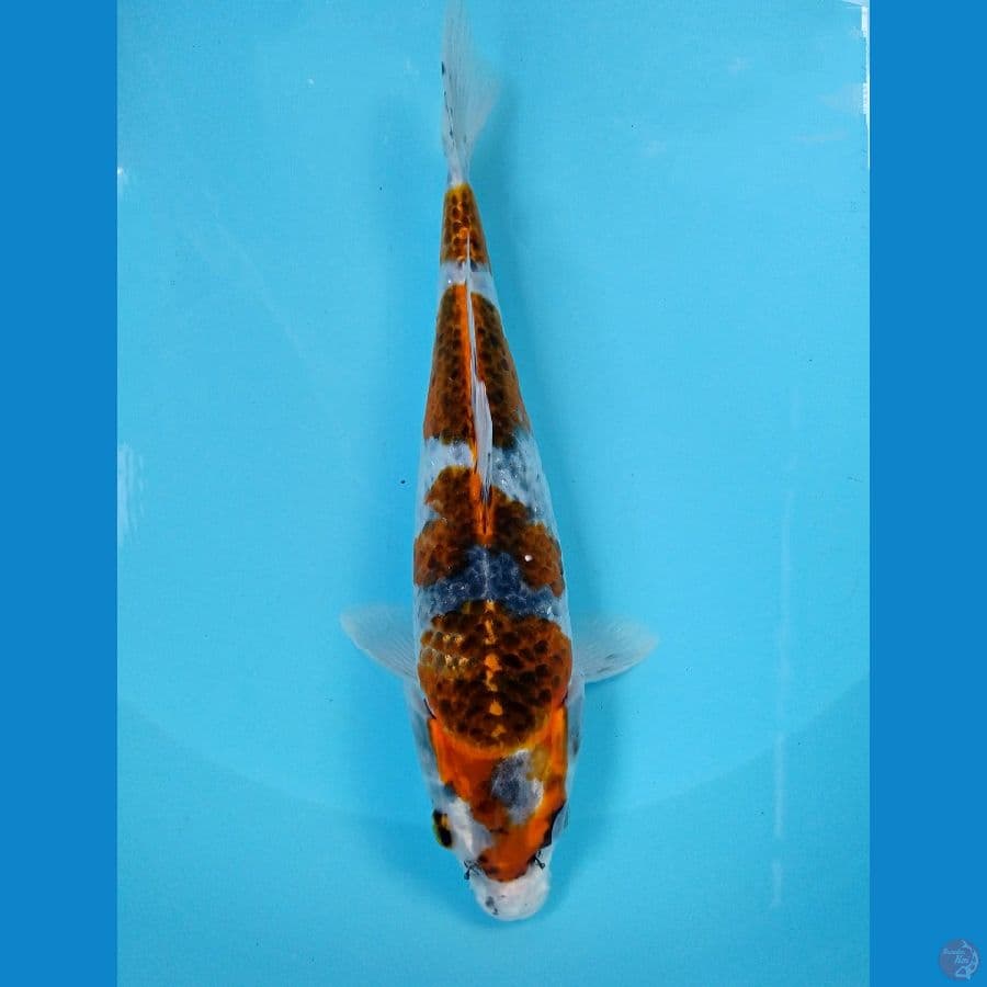 gosiki 26cm