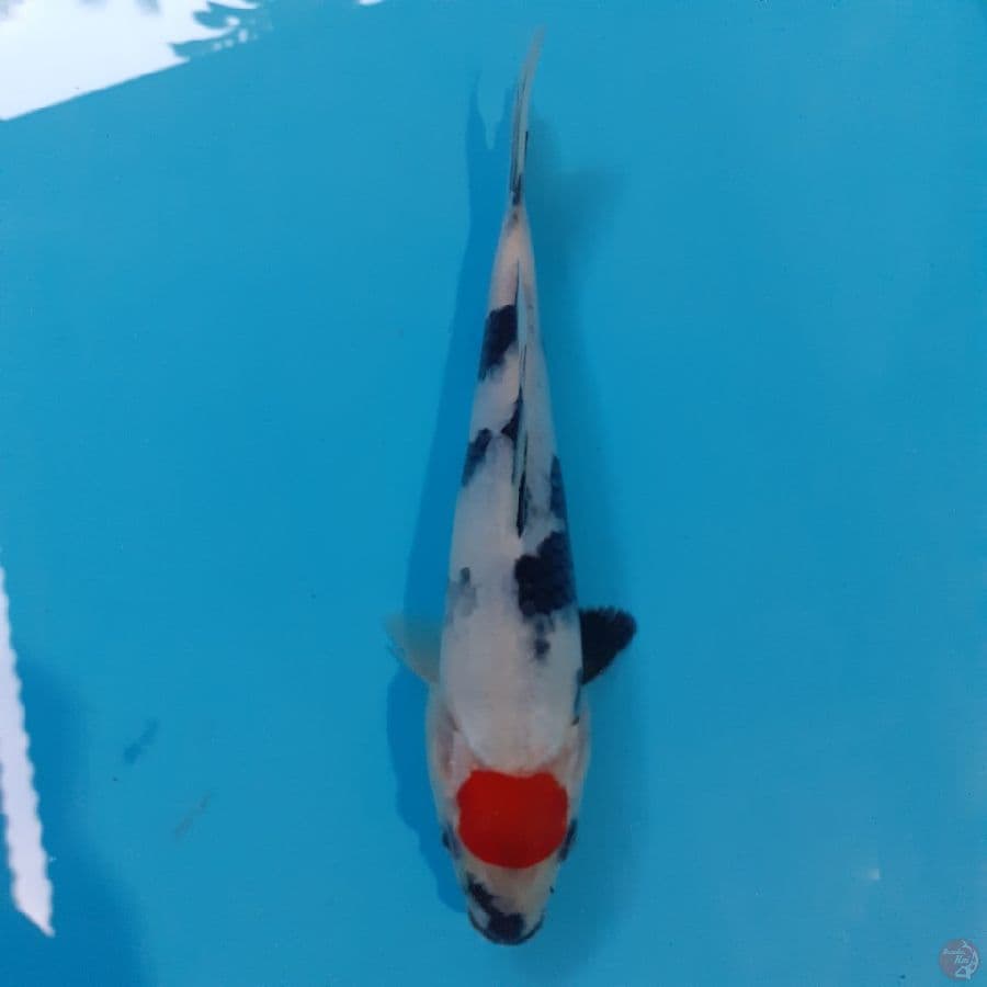 *TANCHO SHOWA//ML/24 CM*