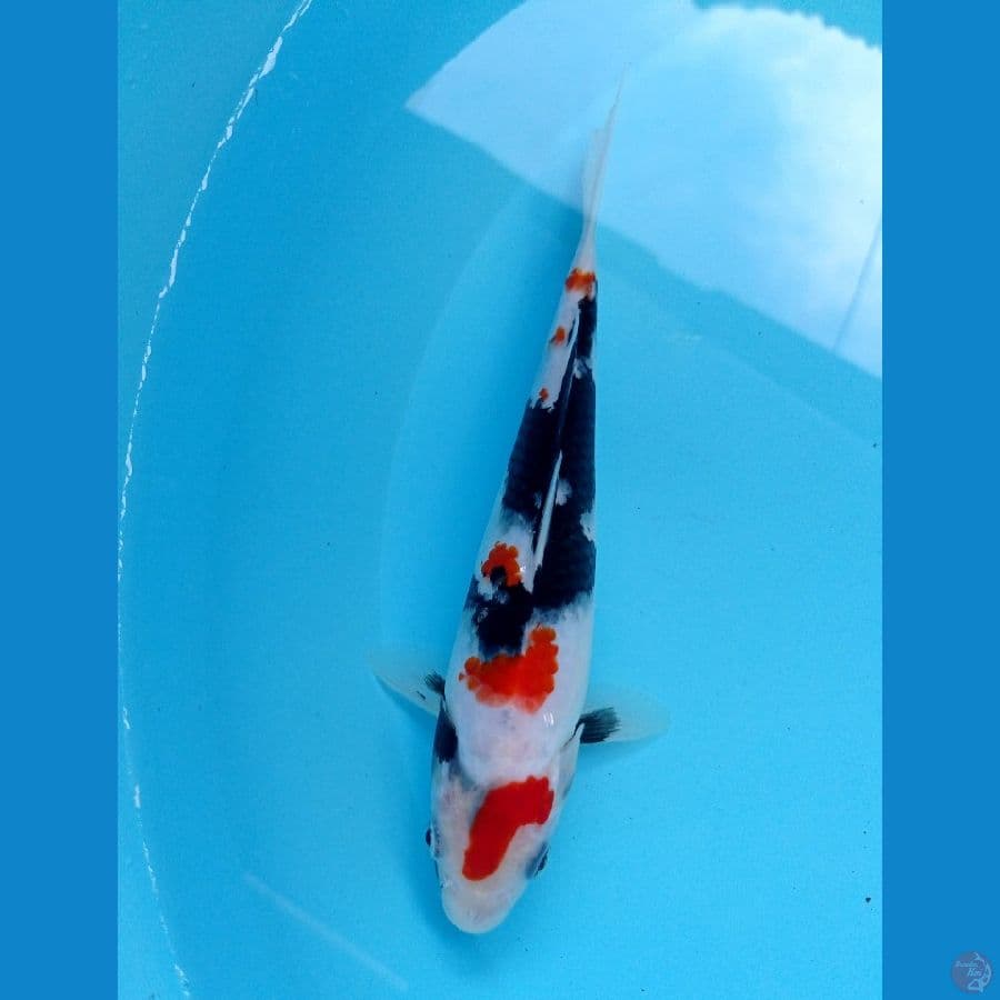 showa 20cm