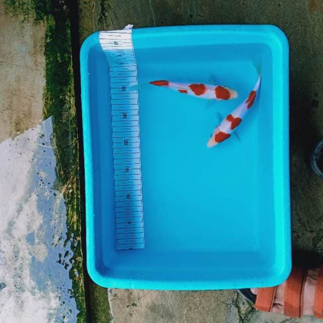 kohaku kwalitas harga murmer (2 ekor)