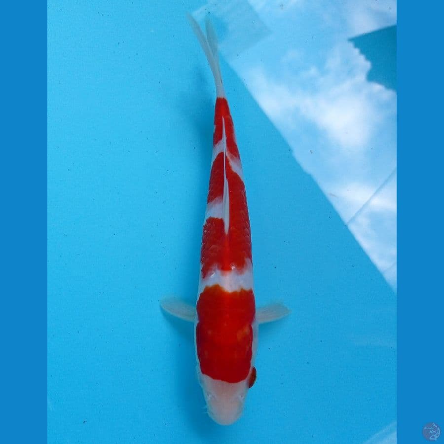kohaku 23cm