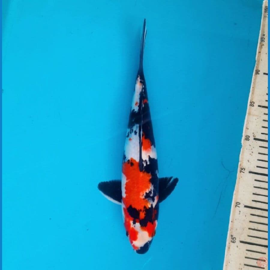 showa 31cm male
